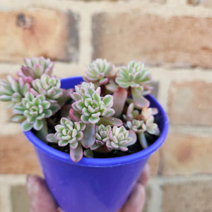 Sedum Joyce Tulloch Variegata - 80mm
