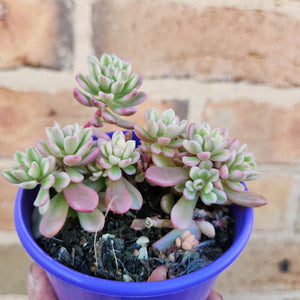 Sedum Joyce Tulloch Variegata - 80mm