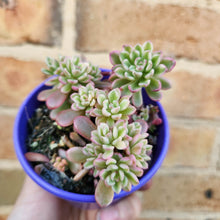 Load image into Gallery viewer, Sedum Joyce Tulloch Variegata - 80mm
