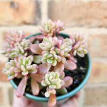 Load image into Gallery viewer, Sedum Joyce Tulloch Variegata - 80mm
