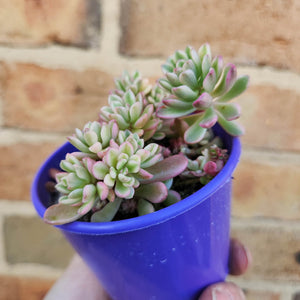 Sedum Joyce Tulloch Variegata - 80mm