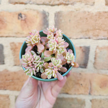 Load image into Gallery viewer, Sedum Joyce Tulloch Variegata - 80mm
