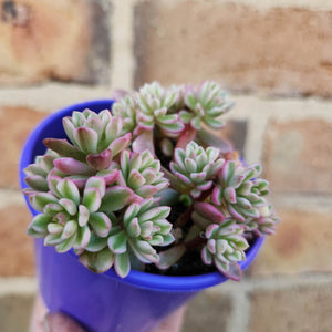 Sedum Joyce Tulloch Variegata - 80mm
