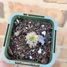 Load image into Gallery viewer, Sempervivum Calcareum Variegatum - 66mm
