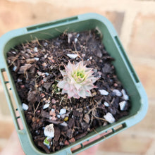 Load image into Gallery viewer, Sempervivum Calcareum Variegatum - 66mm
