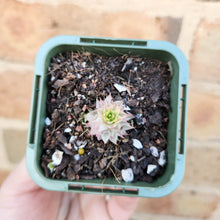 Load image into Gallery viewer, Sempervivum Calcareum Variegatum - 66mm
