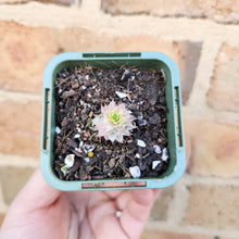 Load image into Gallery viewer, Sempervivum Calcareum Variegatum - 66mm
