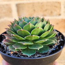 Load image into Gallery viewer, Sempervivum Excalibur - 90mm
