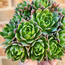 Load image into Gallery viewer, Sempervivum Lemon and Lime - 90mm
