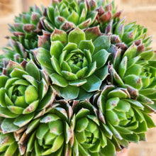 Load image into Gallery viewer, Sempervivum Lemon and Lime - 90mm
