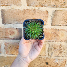 Load image into Gallery viewer, Sempervivum Pittoni - 66mm

