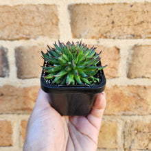 Load image into Gallery viewer, Sempervivum Pittoni - 66mm
