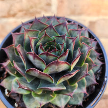 Load image into Gallery viewer, Sempervivum Purple Passion - 120mm

