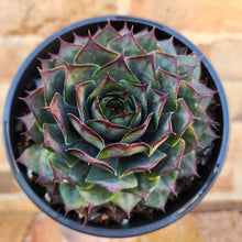 Load image into Gallery viewer, Sempervivum Purple Passion - 120mm
