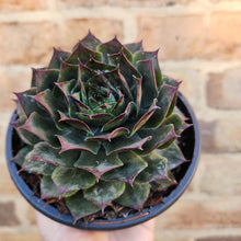Load image into Gallery viewer, Sempervivum Purple Passion - 120mm
