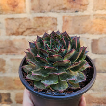 Load image into Gallery viewer, Sempervivum Purple Passion - 120mm
