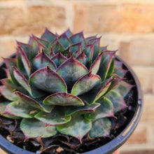 Load image into Gallery viewer, Sempervivum Purple Passion - 120mm
