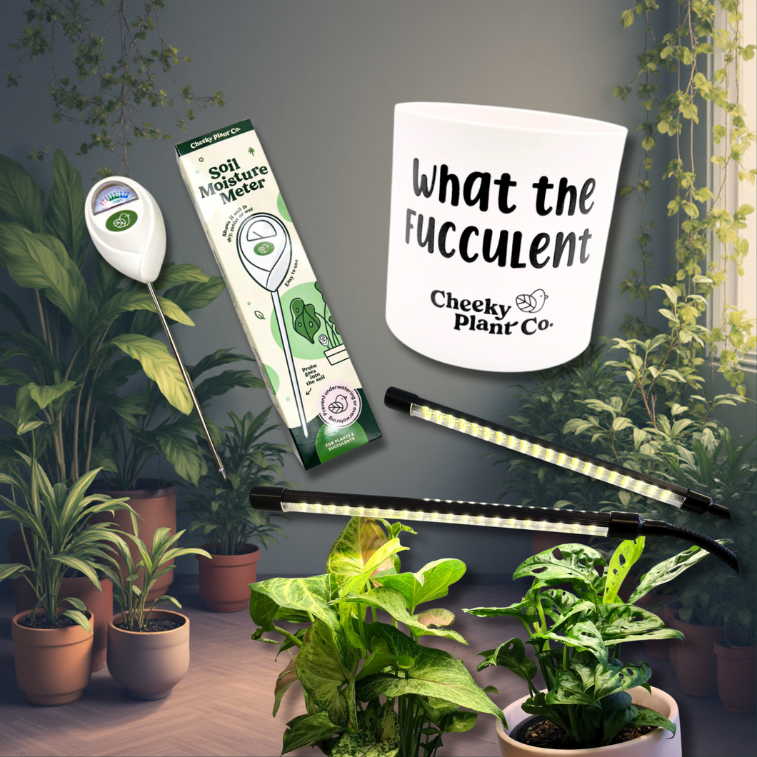 Fucculent Survival Kit - Plant Care Bundle