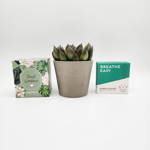 Sincere Sympathy Gift - Succulent Box