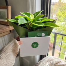 Load image into Gallery viewer, Assorted Potted Plant - CHOOSE YOUR CHEEKY POT - Sydney Only

