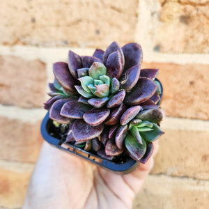 Sinocrassula indica - 66mm