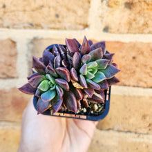 Load image into Gallery viewer, Sinocrassula indica - 66mm
