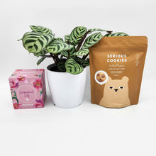 Load image into Gallery viewer, Sorry For Your Loss Gift Hamper with Assorted Houseplant - Sydney Only
