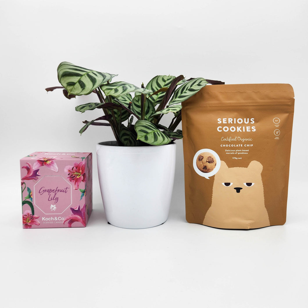 Sorry For Your Loss Gift Hamper with Assorted Houseplant - Sydney Only