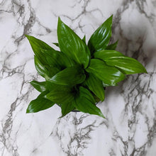 Load image into Gallery viewer, Spathiphyllum Peace Lily - 120mm
