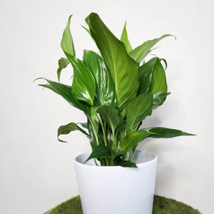 Spathiphyllum Peace Lily - 140mm Ceramic Pot - Sydney Only