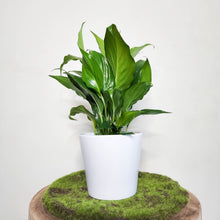 Load image into Gallery viewer, Spathiphyllum Peace Lily - 140mm Ceramic Pot - Sydney Only
