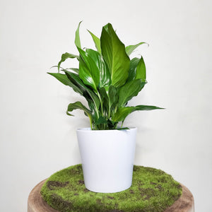Spathiphyllum Peace Lily - 140mm Ceramic Pot - Sydney Only