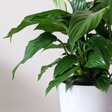 Load image into Gallery viewer, Spathiphyllum Peace Lily - 140mm Ceramic Pot - Sydney Only
