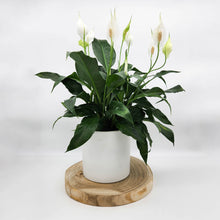 Load image into Gallery viewer, Spathiphyllum Peace Lily - 210mm Ceramic Pot - Sydney Only
