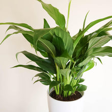 Load image into Gallery viewer, Spathiphyllum Stephanie Peace Lily - 120mm Ceramic Pot - Sydney Only
