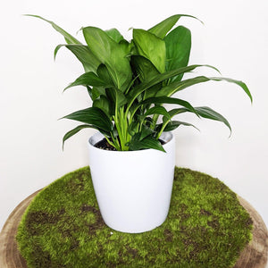 Spathiphyllum Stephanie Peace Lily - 120mm Ceramic Pot - Sydney Only