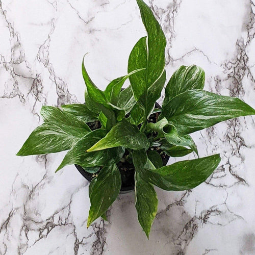 Spathiphyllum domino Variegated Peace Lily - 105mm