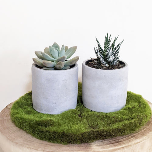 Succulent Duo - 100mm Cement Pot - Sydney Only
