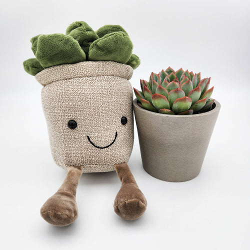 Succulent & Plant Plushie Gift - Sydney Only