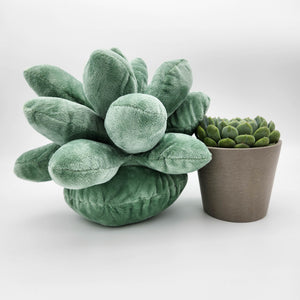 Succulent & Succulent Pillow Gift - Sydney Only