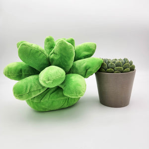 Succulent & Succulent Pillow Gift - Sydney Only
