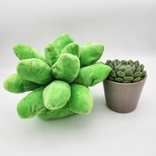 Load image into Gallery viewer, Succulent &amp; Succulent Pillow Gift - Sydney Only

