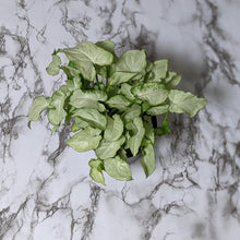 Load image into Gallery viewer, Syngonium Elf Fairy Wings - 105mm
