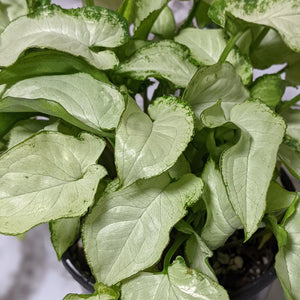 Syngonium Elf Fairy Wings - 105mm