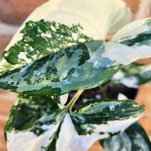 Load image into Gallery viewer, Syngonium podophyllum Fantasy Variegated - 100mm
