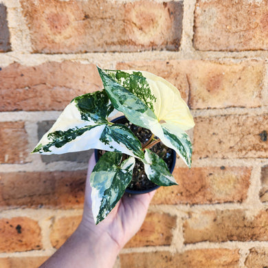 Syngonium podophyllum Fantasy Variegated - 100mm