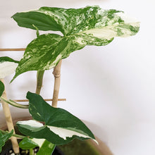 Load image into Gallery viewer, Syngonium podophyllum Fantasy Variegated - 130mm
