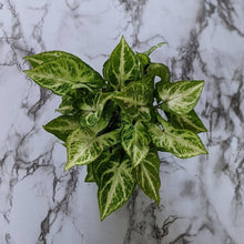 Load image into Gallery viewer, Syngonium podophyllum Robusta - 105mm
