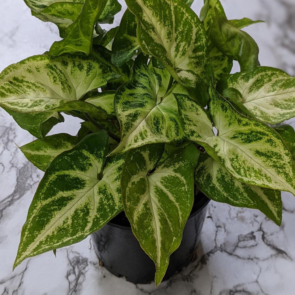Syngonium podophyllum Robusta - 105mm