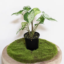 Load image into Gallery viewer, Syngonium podophyllum Three Kings - 100mm
